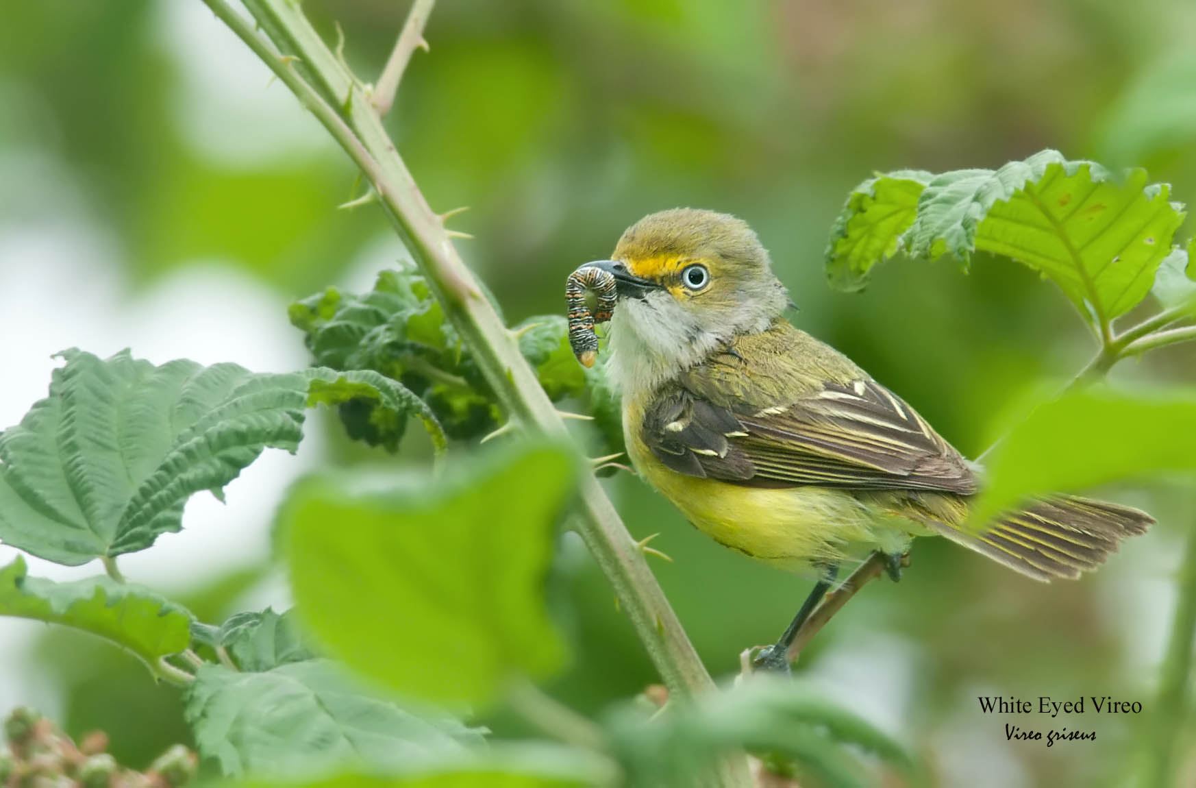 White Eyed Vireo - 2
